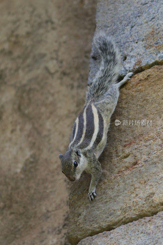 印度棕榈松鼠(Funambulus palmarum)，啮齿动物，爬下人行道，印度